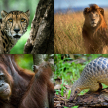Wildlife Protection Bill Passes First Reading – House Of Representatives
